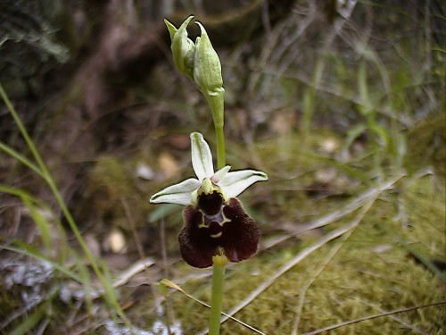 Ophrys chestermanii